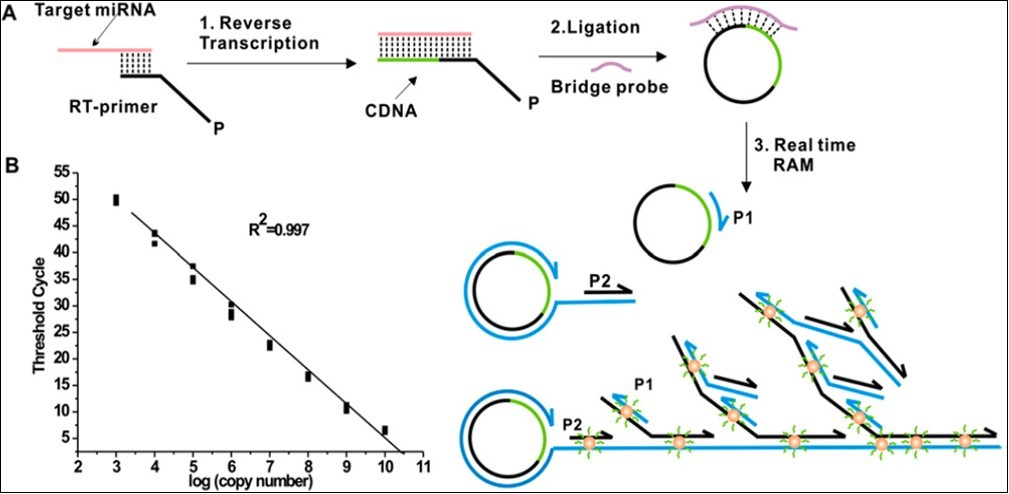 Principle of isothermal ramification amplification (RAM) for sensitive and real-time quantitative analysis of miRNA. (A) This assay that is based on threshold cycle (CT) principle. It has three coordinated steps: 1. Reverse transcription of miRNA, 2. C-Probe ligation, and 3. Ramification amplification. (B) Dynamic range and sensitivity of Synthetic let-7a (from 103 to 1010 copies per reaction, 10 nM to 1 fM) (26).