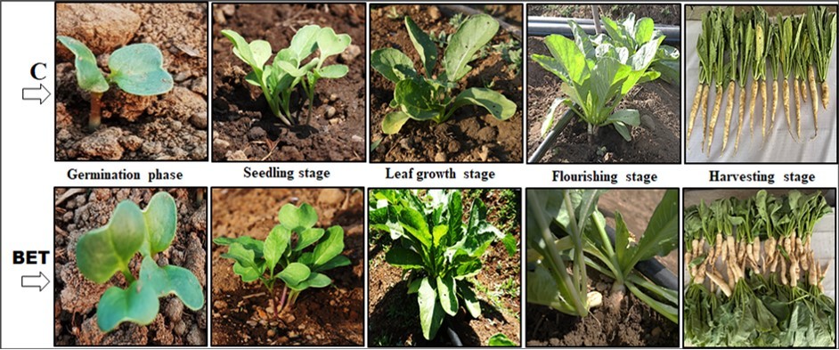Figure 1. Changes in the vegetative growth characteristics of radish (Raphanus sativus) throughout the developmental trajectory are documented in Figure 1. C: Control group; BET: Blessing/biofield energy treatment group.