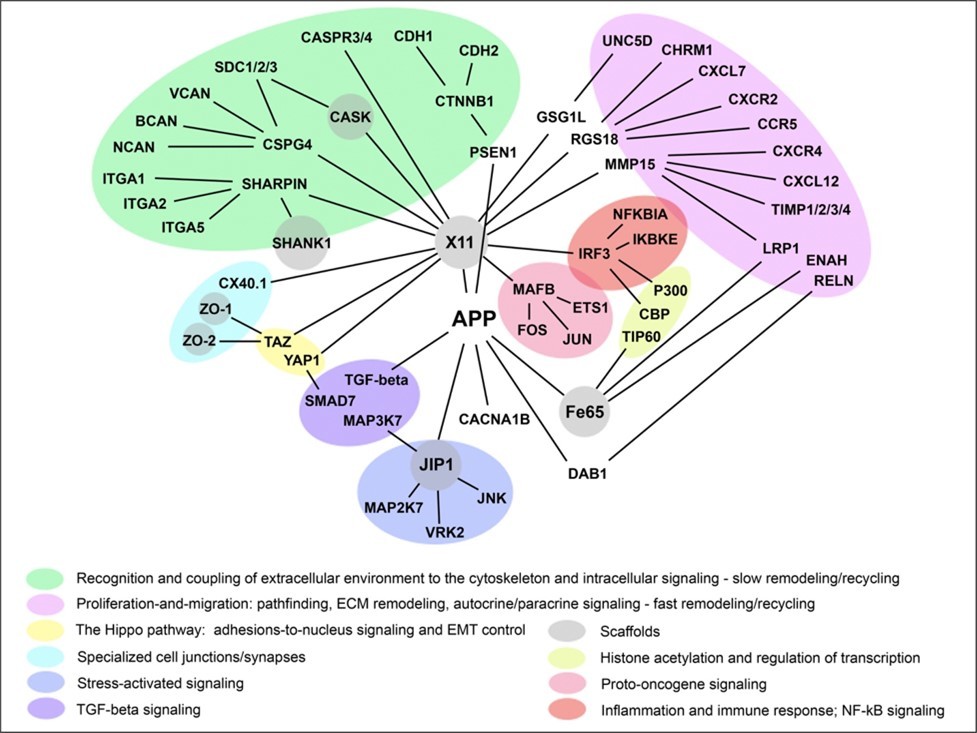 Figure 2. APP interactome, indicating the multiple links to signaling and migration pathways. From reference 102.
