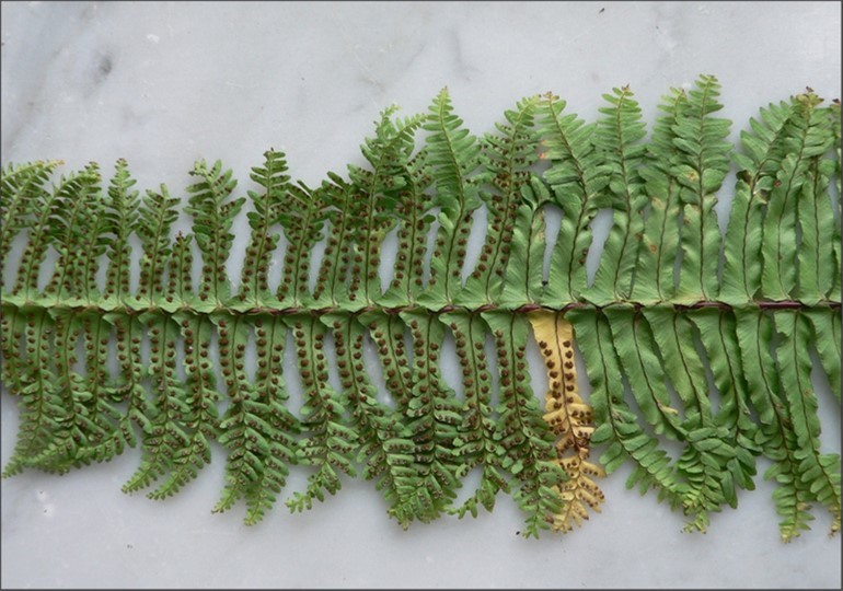 Figure 5. Fully expanded secondary fronds in the middle part of a mother frond with sori.