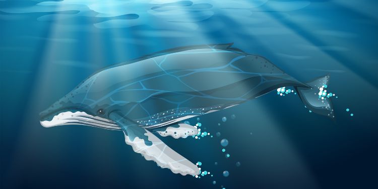 International Marine Science Journal - Whale krill consumption