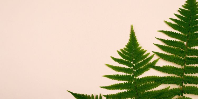 Journal of Advances in Plant Biology - Nephrolepis cordifolia